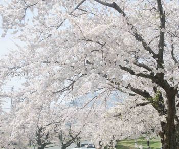 AMR_1729むつの桜.jpg