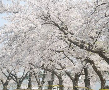 AMR_1746むつの桜.jpg