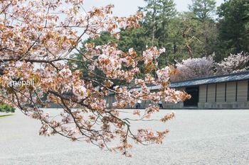 DSC_2384京都御所の桜.jpg