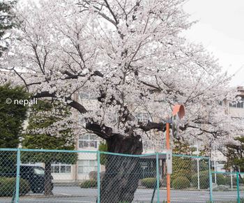 DSC_2483岩村田高校の桜.jpg