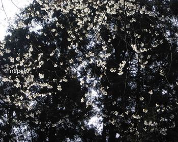 DSC_5428桜と杉.jpg