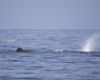 HKD_6479マッコウクジラの潮吹き.JPG
