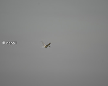 IZM_3914夕空を飛ぶクロツラヘラサギ.JPG