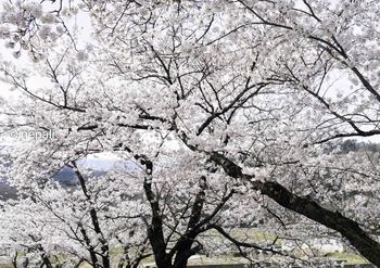 KSD_3719円野の桜並木.JPG