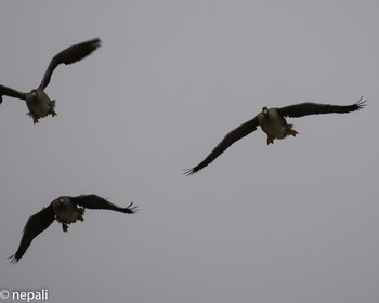 MYG_4351white-fronted geese flyingマガンの飛翔.jpg