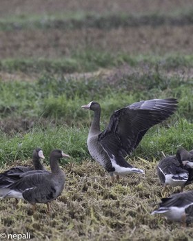 MYG_4507white-fronted goose flappingマガンの羽ばたき.jpg